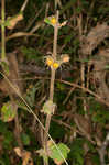 Feverwort